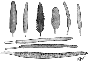 Illustration of a variety of types of pearl millet, of different sizes and shapes.