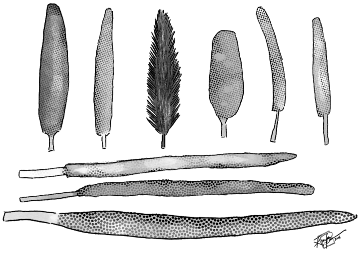 Illustration of a variety of types of pearl millet, of different sizes and shapes.