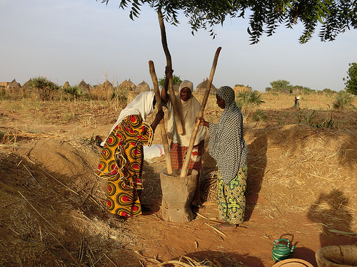 Three Nigerian women threshing pearl millet panicles by hand using a large mortar and pestles.