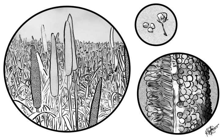 Illustrations of a field of pearl millet; a single panicle, with some of the florets removed; and a single floret, alongside some individual seeds.