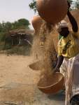 women pouring threshed grain from one bowl to another to winnow