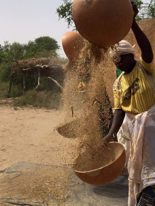 women pouring threshed grain from one bowl to another to winnow